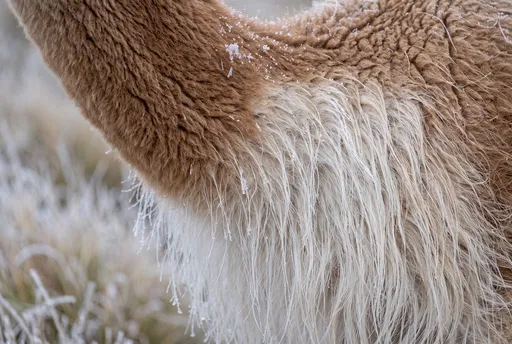 Close-Up of Frosted Vicuna Fleece