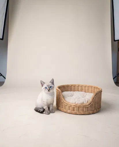 Lynx Point Siamese Kitten Beside Rattan Bed