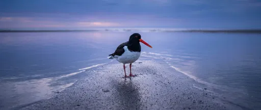 Oystercatcher on Wet Sandbar at Blue Hour
