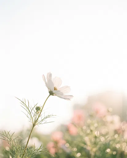 White Cosmos Flower in Morning Light