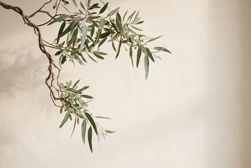 Olive Branch Against Cream Wall