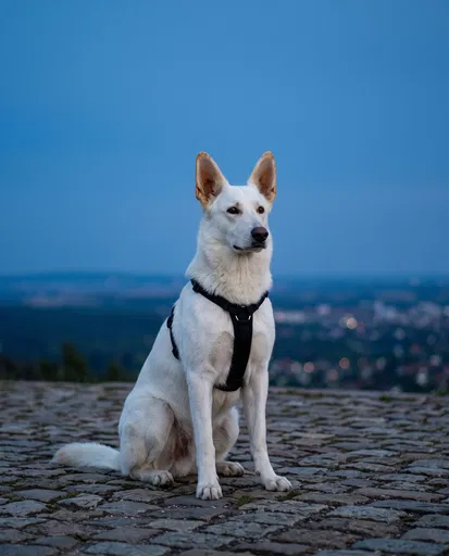 White Shepherd Sitting on Cobblestone at Dusk