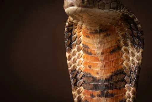 Macro Close-Up of King Cobra Throat Scales
