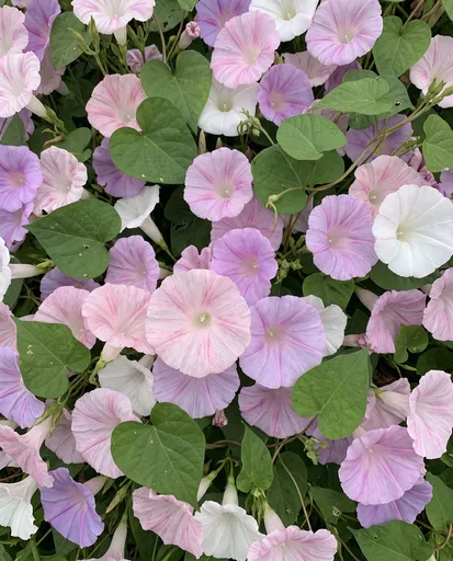 Pastel Pink and Lilac Morning Glory Blooms