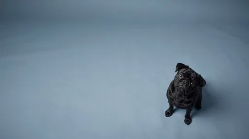 Black Pug Looking Up on Blue Backdrop