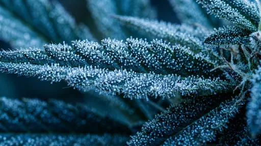 Macro Blue Frosted Cannabis Leaf