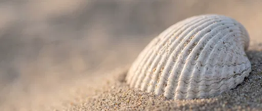 White Clamshell on Warm Beach Sand