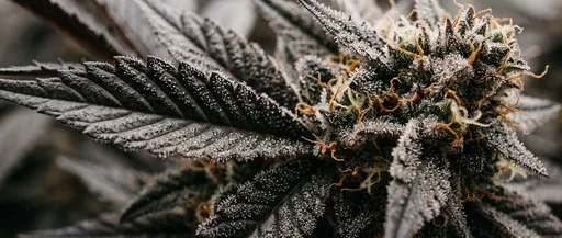 Macro Close-Up of Dark Cannabis Flower