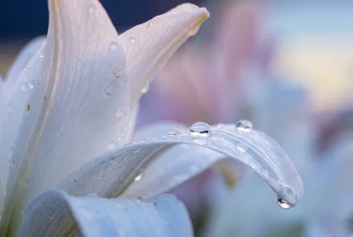 White Lily Petals With Morning Dewdrops