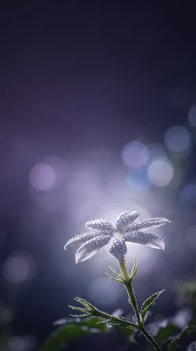 Dewy White Jasmine Flower at Night
