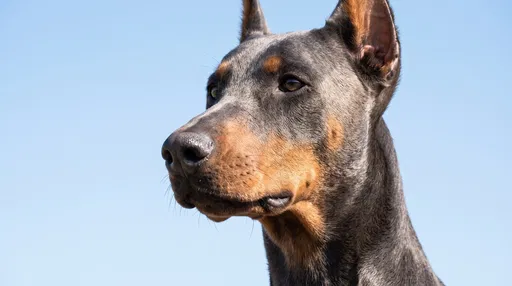 Blue Doberman Portrait Against Clear Sky