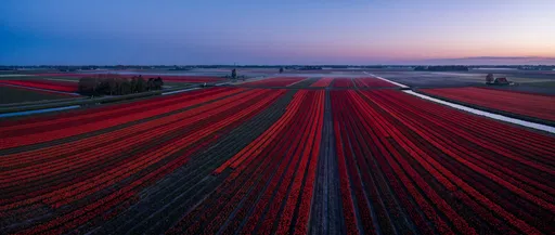 Aerial View of Red Tulip Fields