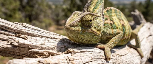 Close-Up of Veiled Chameleon on Driftwood