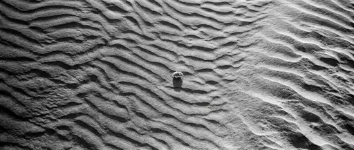 Tiny Desert Hamster on Sand Ripples