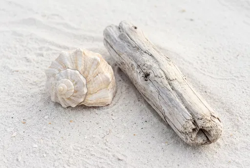 Seashell and Driftwood on White Sand
