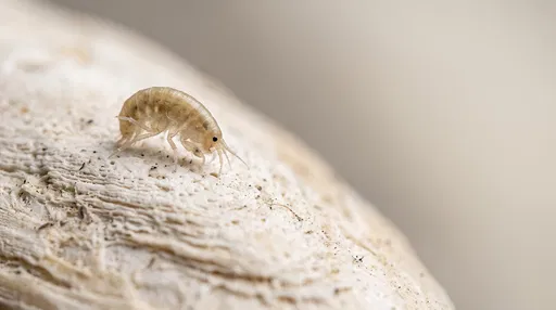 Macro Sand Hopper on Bleached Cuttlebone