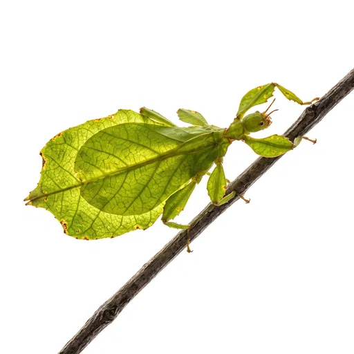 Backlit Green Leaf Insect on Twig