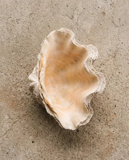 Giant Clam Shell on Raw Concrete