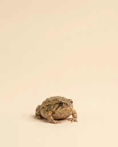 Sand-Dusted Frog on Cream Background
