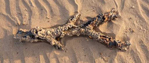 Branching Fulgurite Tube on Desert Sand
