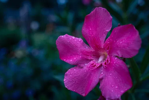 Magenta Oleander Flower with Dewdrops