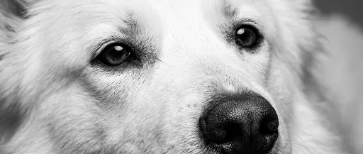 Monochrome Close-Up of White Shepherd Dog