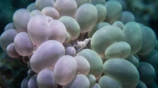 White Shrimp on Pastel Bubble Coral
