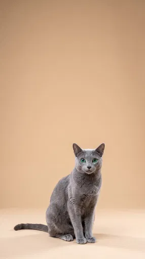 Russian Blue Cat on Beige Background