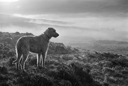 Irish Wolfhound Standing on Misty Moor