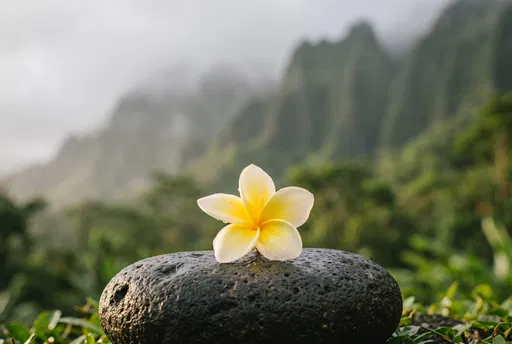 Plumeria Blossom on Volcanic Stone in Hawaii