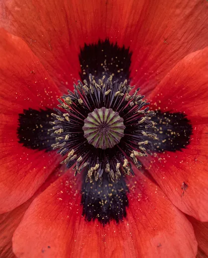 Macro Close-Up of Red Poppy Center