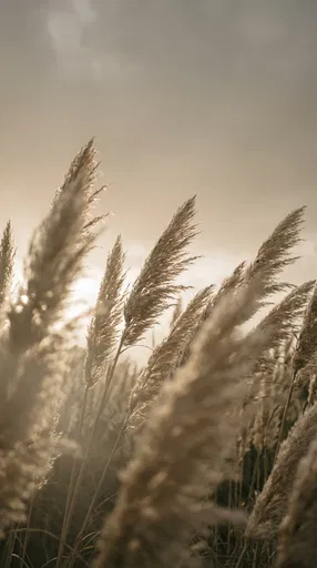 Backlit Pampas Grass Against Beige Sky