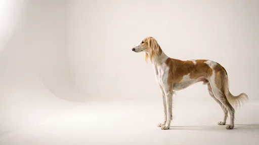 Saluki Dog Standing in White Studio