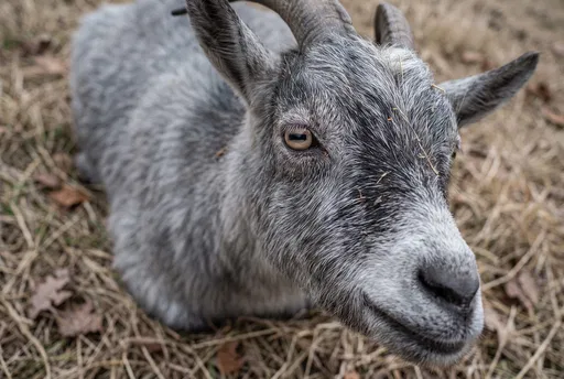 Close-Up of Gray Goat Resting