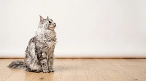 Silver Maine Coon Cat Studio Portrait