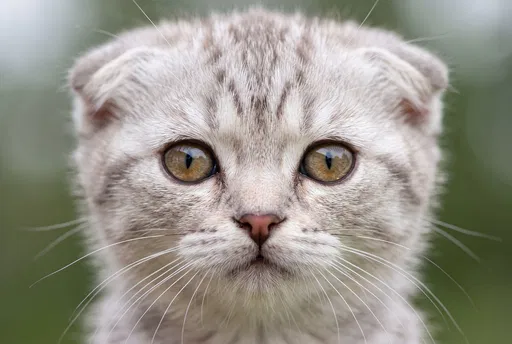 Close-Up Portrait of Scottish Fold Kitten
