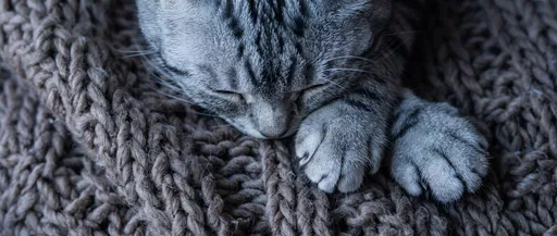 Sleeping Silver Tabby Cat Close-Up