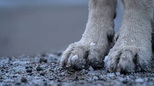 Close-Up of Snow-Dusted Dog Paws