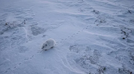 White Lemming on Wind-Swept Snow
