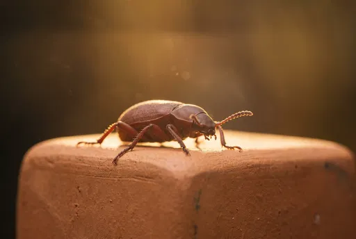 Reddish Brown Beetle on Terracotta Block
