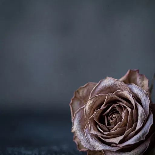 Dried Taupe Rose With Copy Space