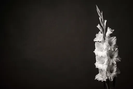 Monochrome White Gladiolus on Dark Background