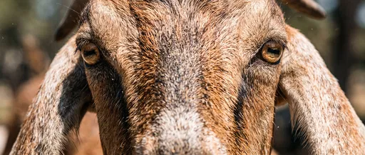 Panoramic Close-Up of Nubian Goat Eyes