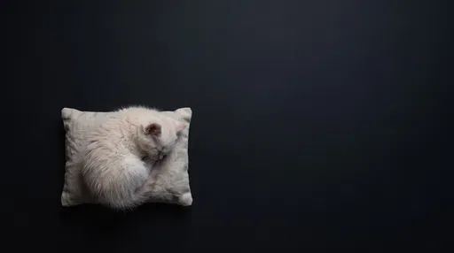 Cream Kitten Sleeping on Pillow Overhead