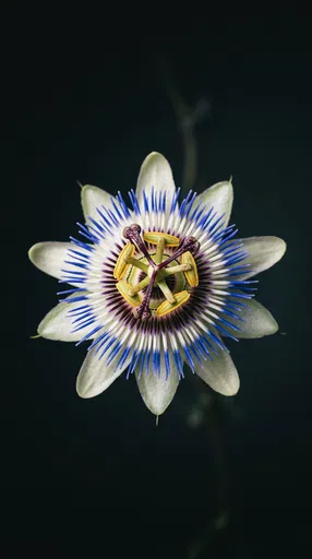 Close-Up of Blue Passionflower on Dark Background