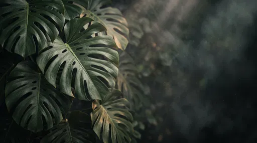 Moody Monstera Leaves With Misty Copy Space