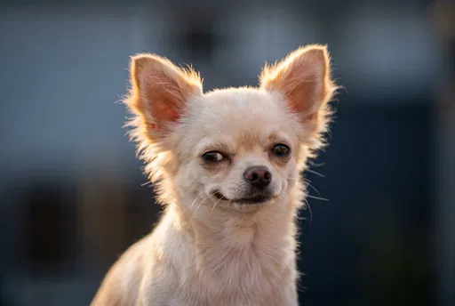 Cream Chihuahua With Mischievous Smirk