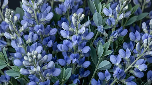 Close-Up of Blue Baptisia Flowers