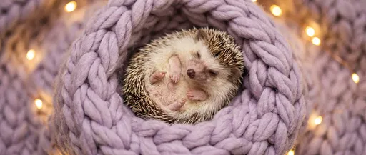 Sleeping Hedgehog in Lilac Knit Blanket