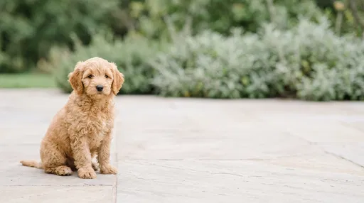 Goldendoodle Puppy Sitting on Patio